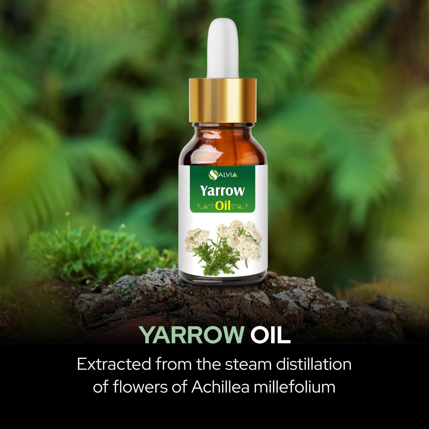 Yarrow Essential Oil (Achillea millefolium) – Pure & Natural, Therapeutic Grade for Aromatherapy