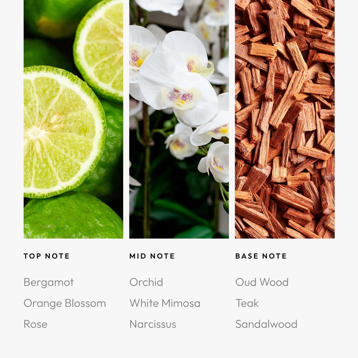 Aroma360 Disney: A Whole New World Fragrance Oil Blend | Luxury Diffuser Oil 50 mL