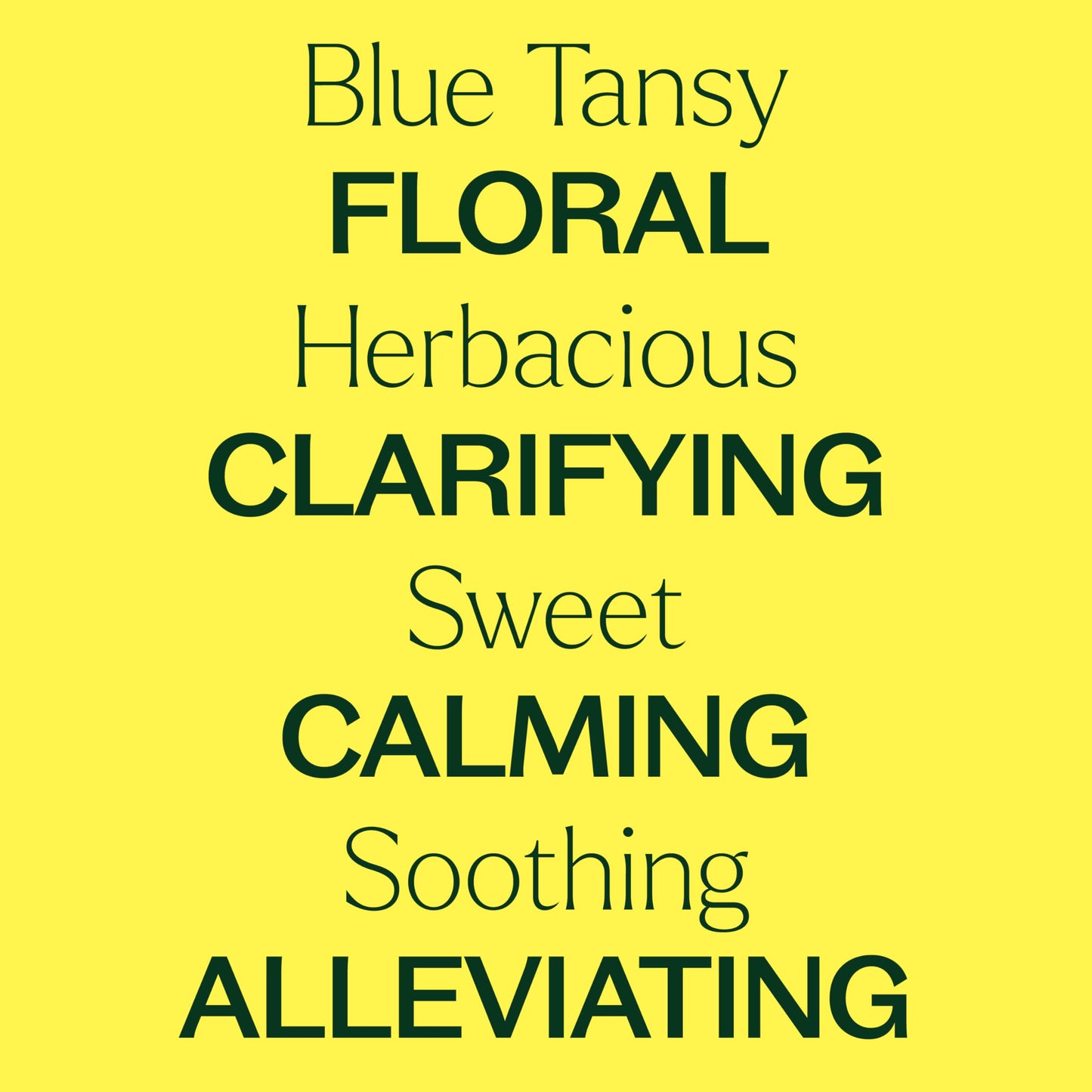 Blue Tansy Essential Oil 100% Pure – Plant Therapy 10 mL (Therapeutic Grade)
