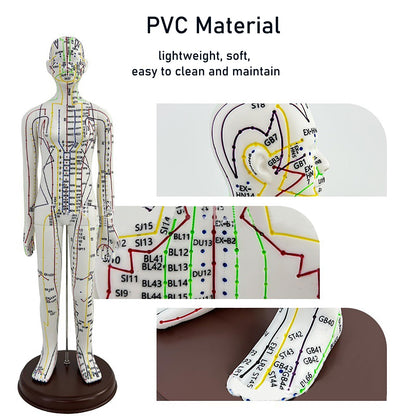 Body Acupuncture Model 20.5in – English Points & Meridians (Female)