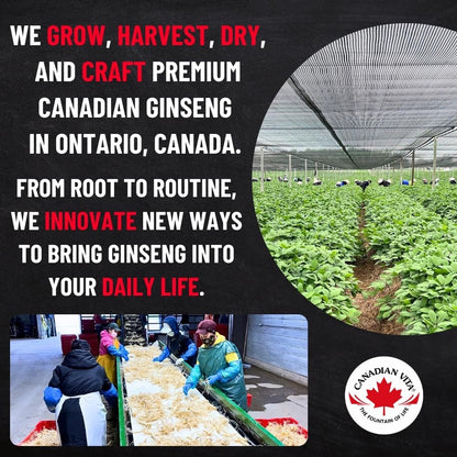 Canadian Vita Ginseng Root Slices – Premium Ontario Dried Ginseng for Tea & Energy