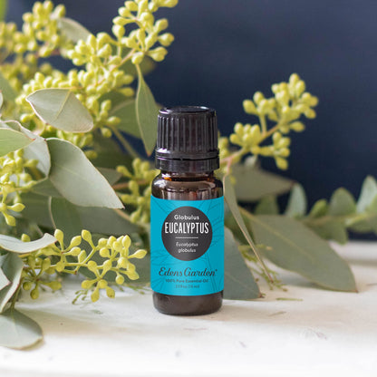 Edens Garden Eucalyptus Globulus Essential Oil - 100% Pure, Premium Grade, 30 ml