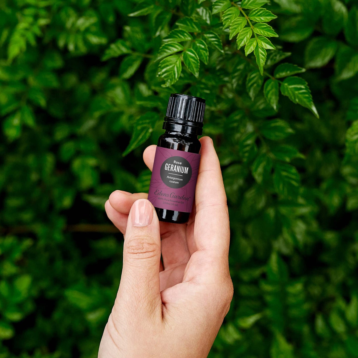Edens Garden Geranium-Rose Essential Oil – 100% Pure Therapeutic Grade, 30 ml