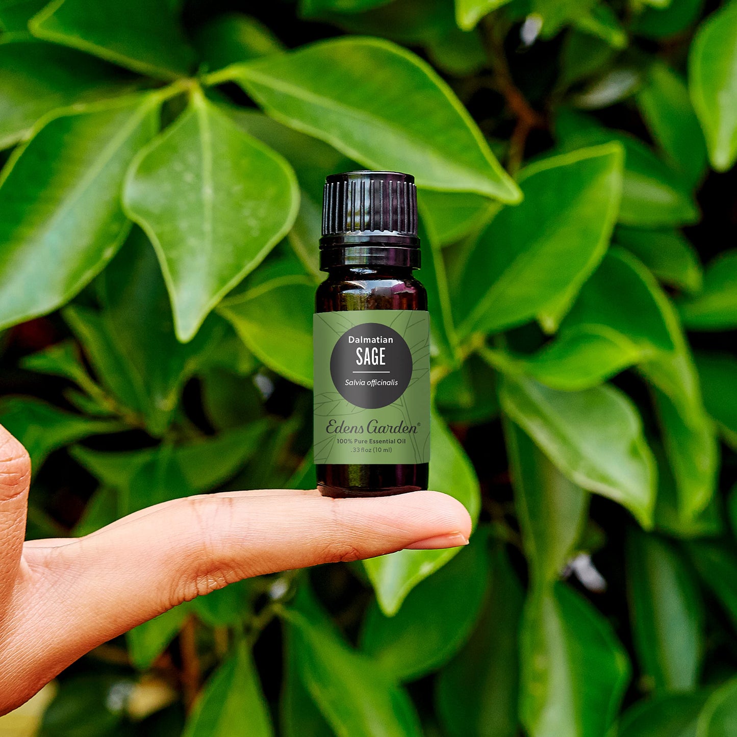 Edens Garden Sage-Dalmation Essential Oil 30 ml | 100% Pure & Premium