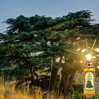 Ein Gedi Cedar of Lebanon Anointing Oil – 250ml (8.5 oz) Holy Land