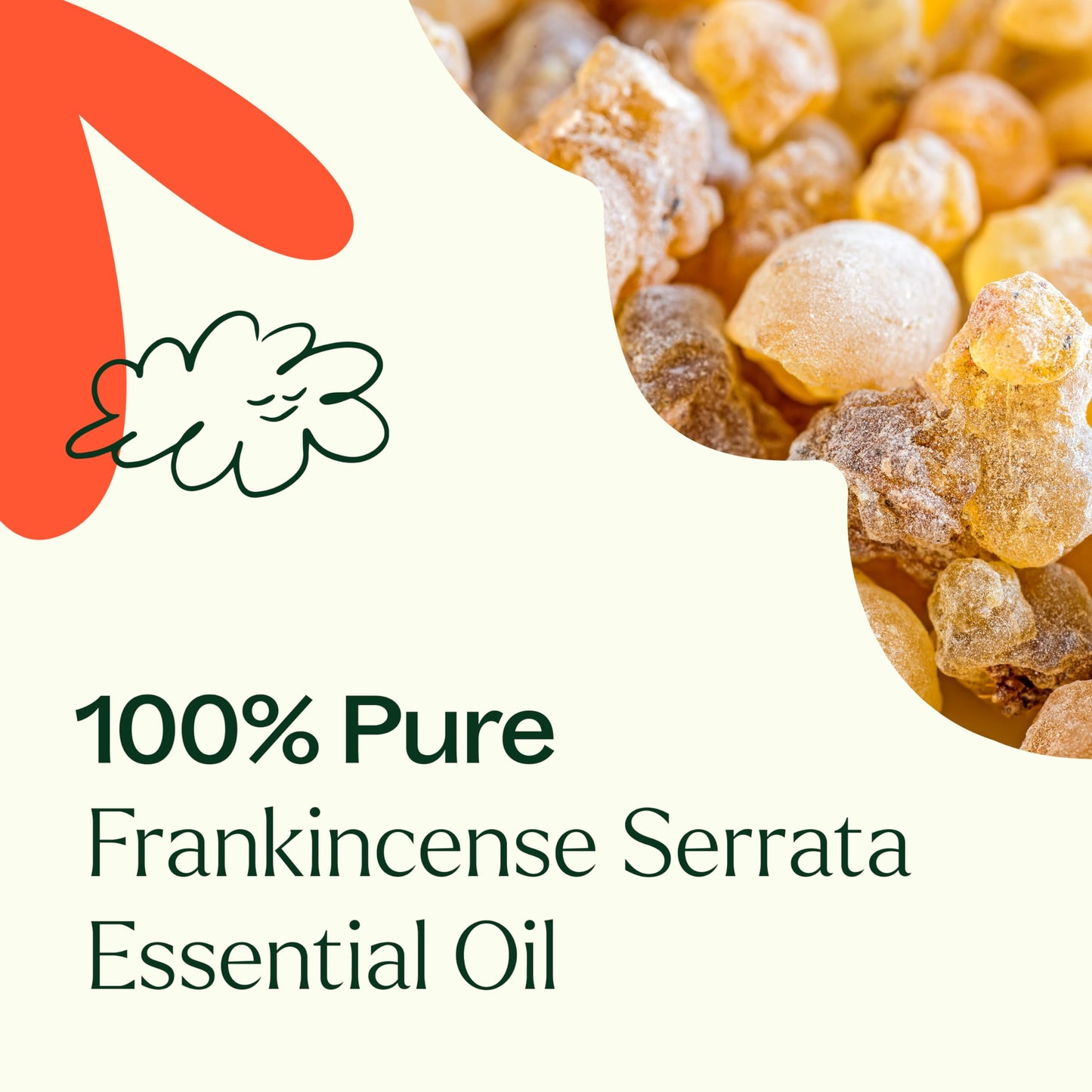 Plant Therapy Frankincense Serrata Essential Oil – 100% Pure, 10 mL