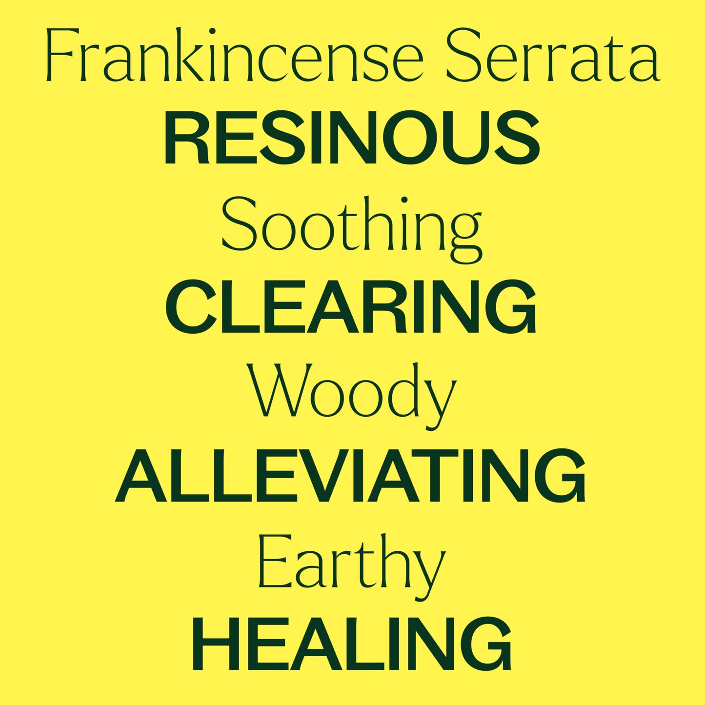 Plant Therapy Frankincense Serrata Essential Oil – 100% Pure, 10 mL