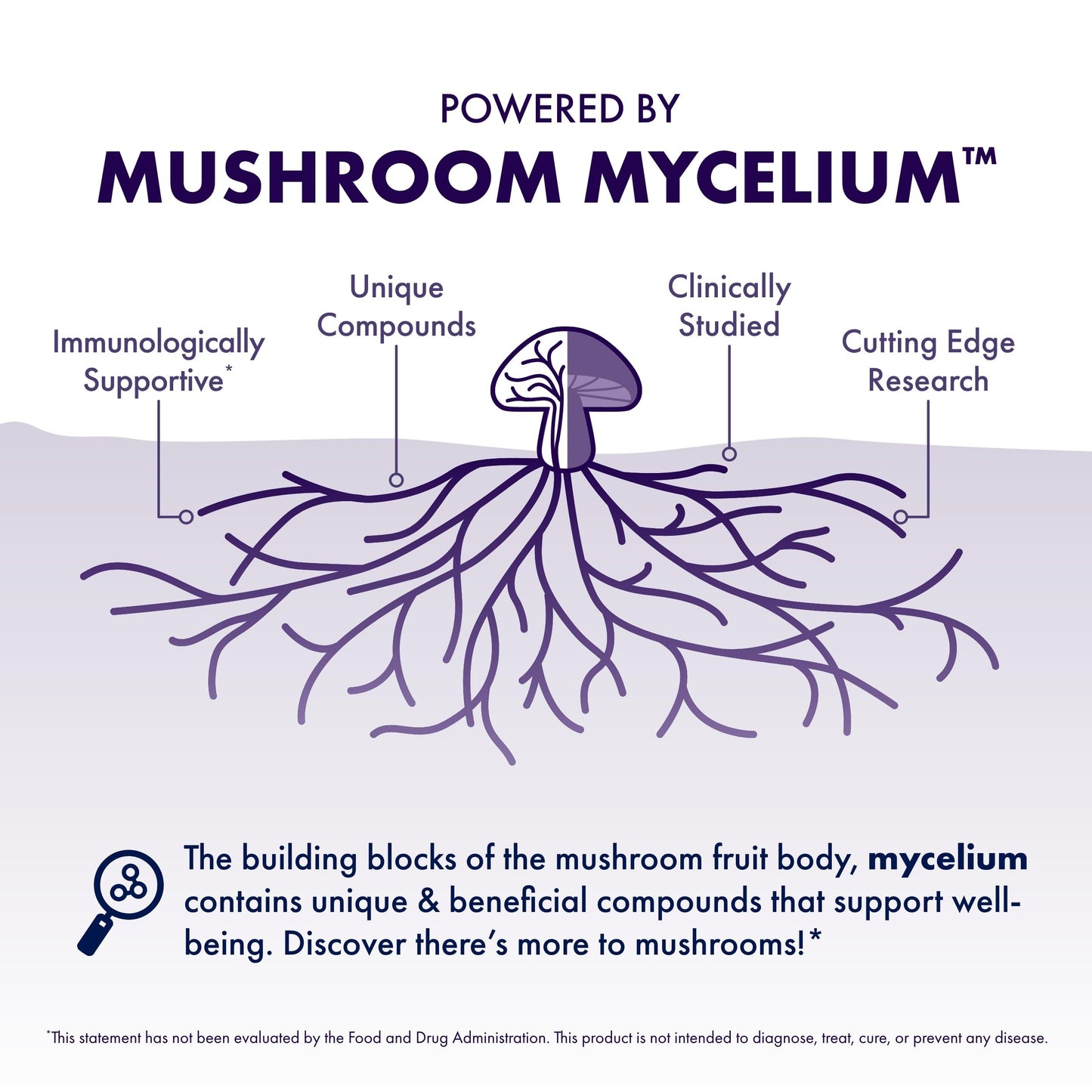 Host Defense Mushrooms Lion's Mane Extract – Brain Health & Focus Support (2 fl oz)