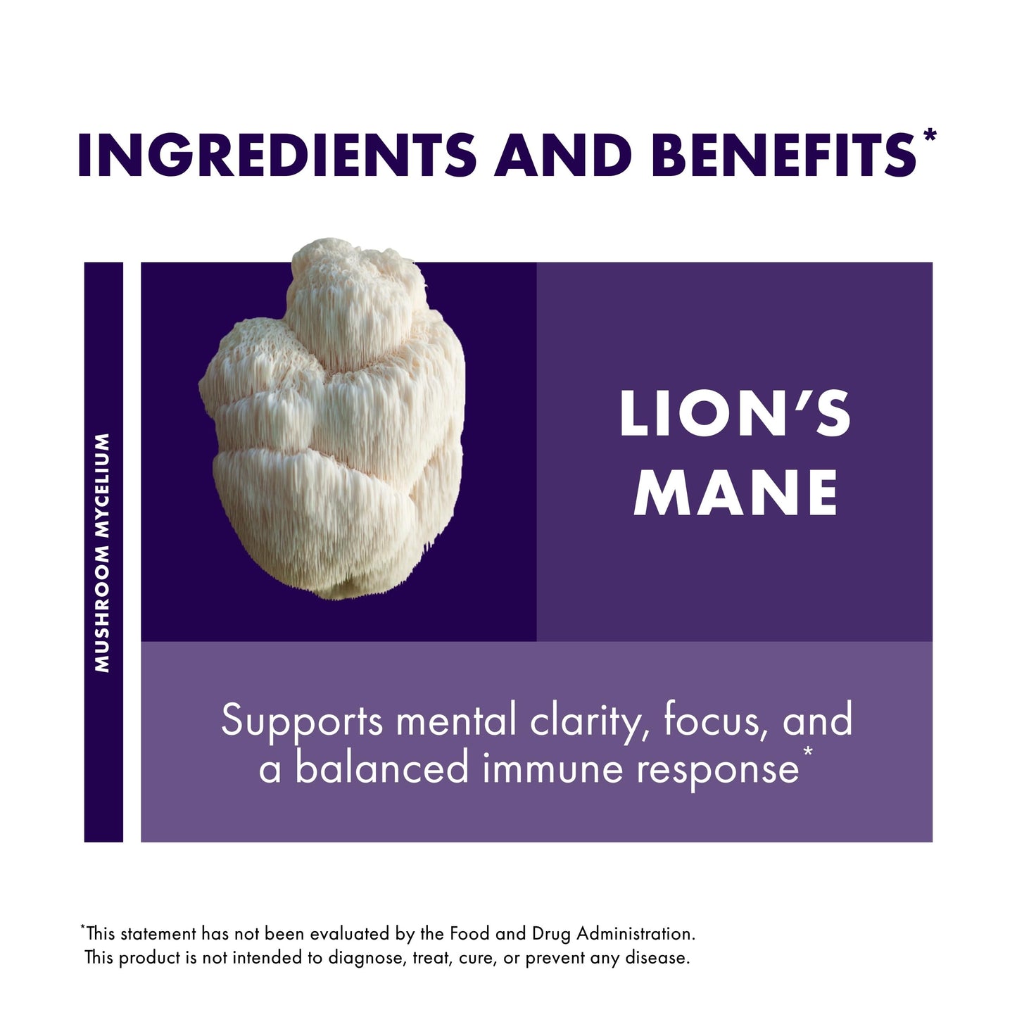 Host Defense Mushrooms Lion's Mane Extract – Brain Health & Focus Support (2 fl oz)