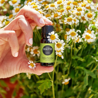 Lemon Eucalyptus 100% Pure Therapeutic Grade Essential Oil - 30 ml | Edens Garden
