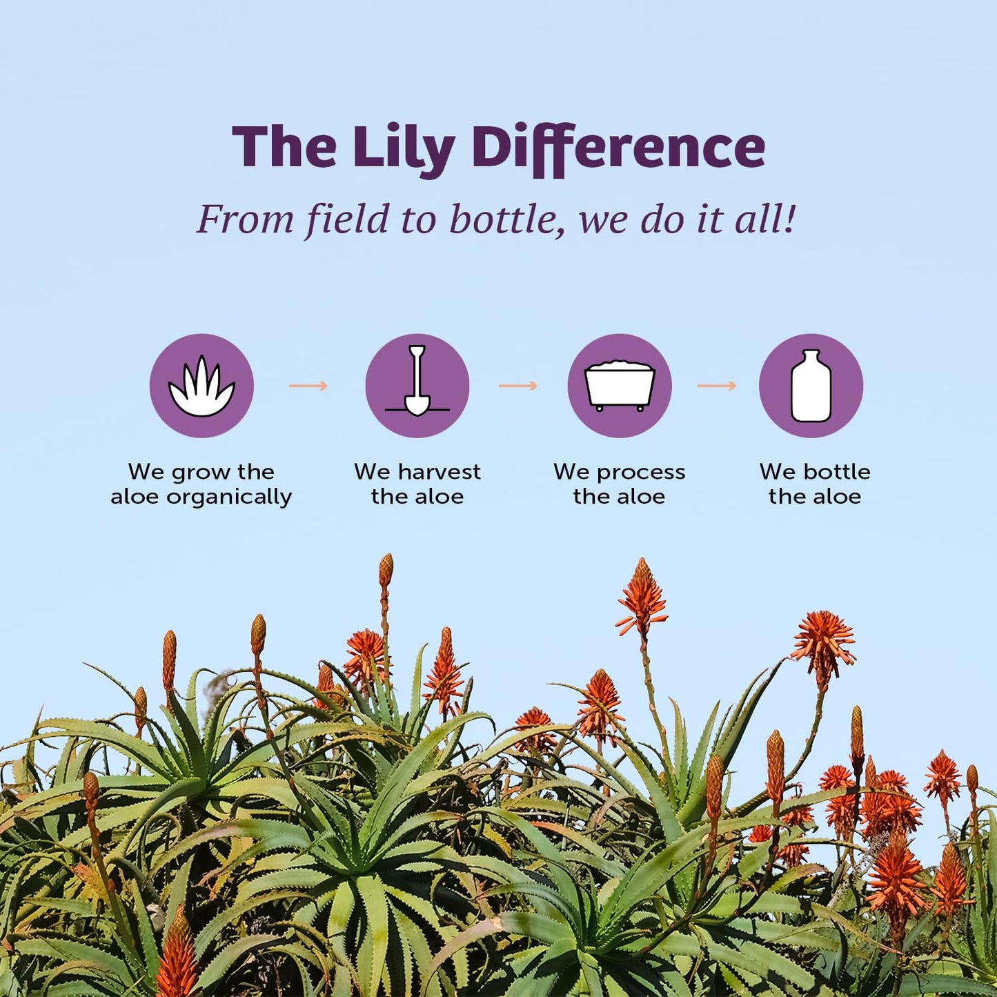 Lily of the Desert Aloe Vera Juice - Inner Fillet, Organic Aloe, Digestive Enzymes, 128 Fl Oz