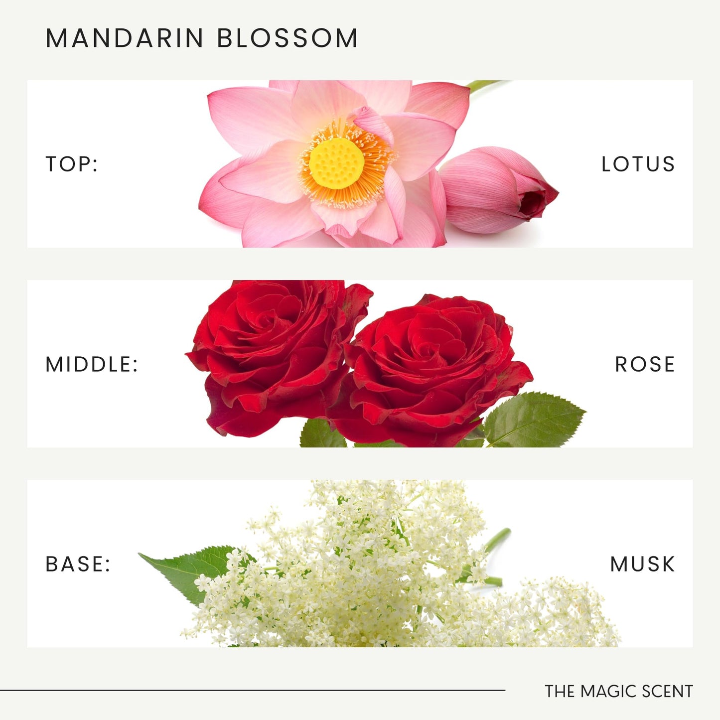 The Magic Scent Mandarin Blossom Diffuser Oil - Hotel & Home Luxury Scents Inspired by Maldives - Diffuser Oil Scents for Home Designed for Use in All Diffusers - 8.5 fl oz, 250 mL