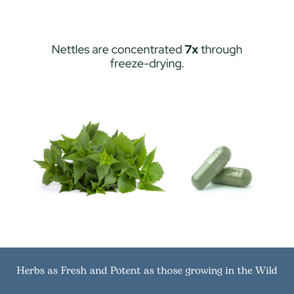 Eclectic Institute Nettle Leaf - Raw Freeze-Dried, Non-GMO, 90 CT