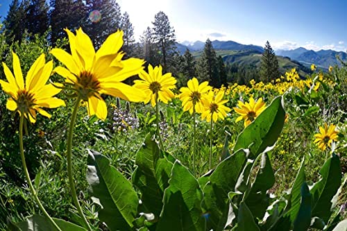 OLLOIS Arnica Montana 30x Organic Lactose-Free – Homeopathic Medicine, 80 Pellets