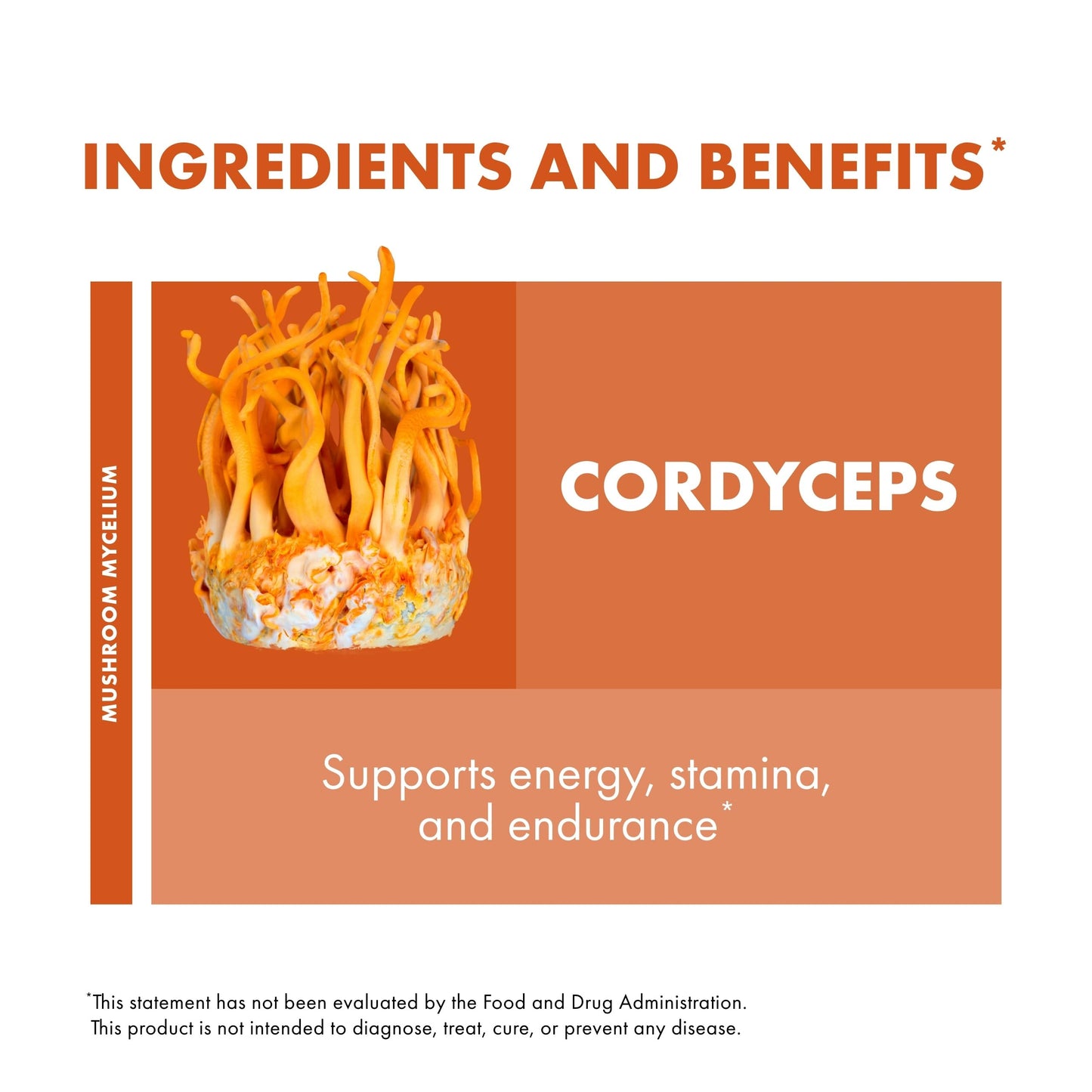 Host Defense Cordyceps Extract – Immune & Energy Support (1 fl oz)