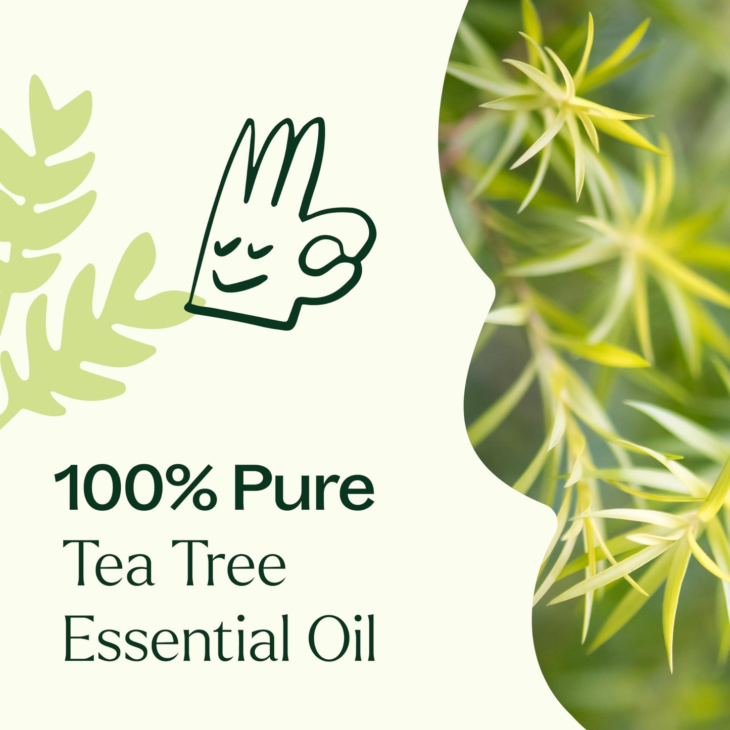 Plant Therapy Tea Tree Essential Oil 100% Pure – Pre-Diluted Roll-On (10 mL) Pack of 2