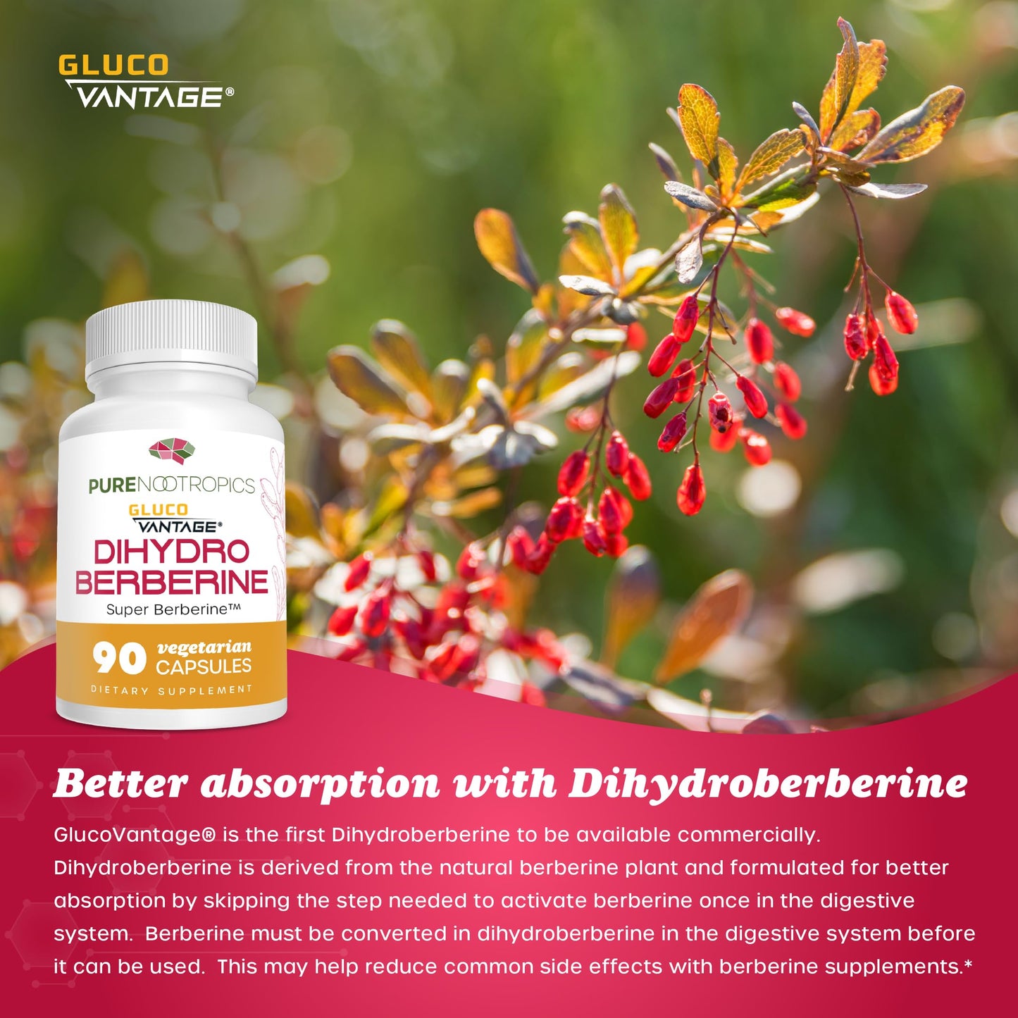 Pure Nootropics: Dihydroberberine (GlucoVantage) 100 mg – 90 Capsules | Super Berberine