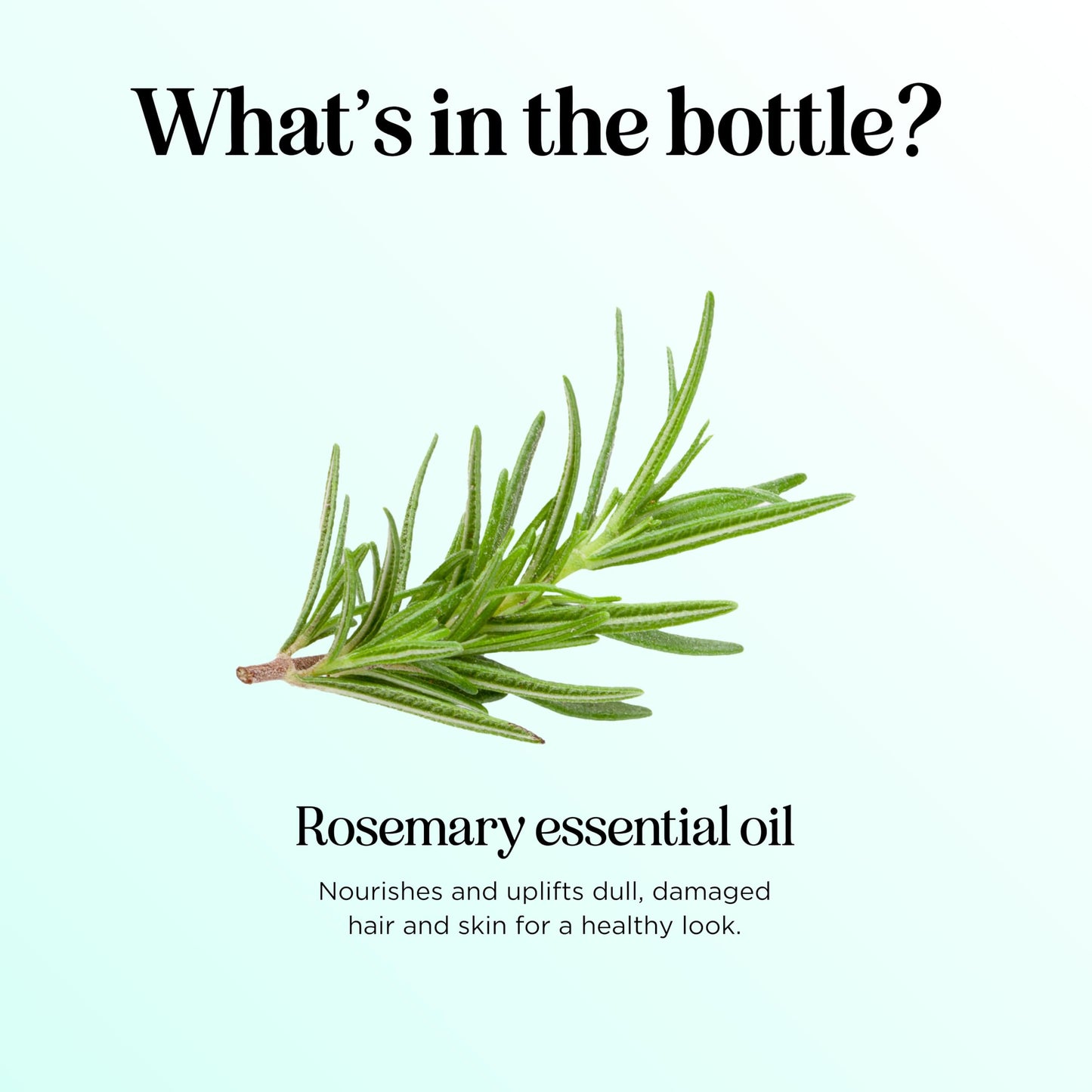 Pure Rosemary Essential Oil for Aromatherapy - Undiluted Rosemary Oil for Hair, Skin & Nails | Maple Holistics