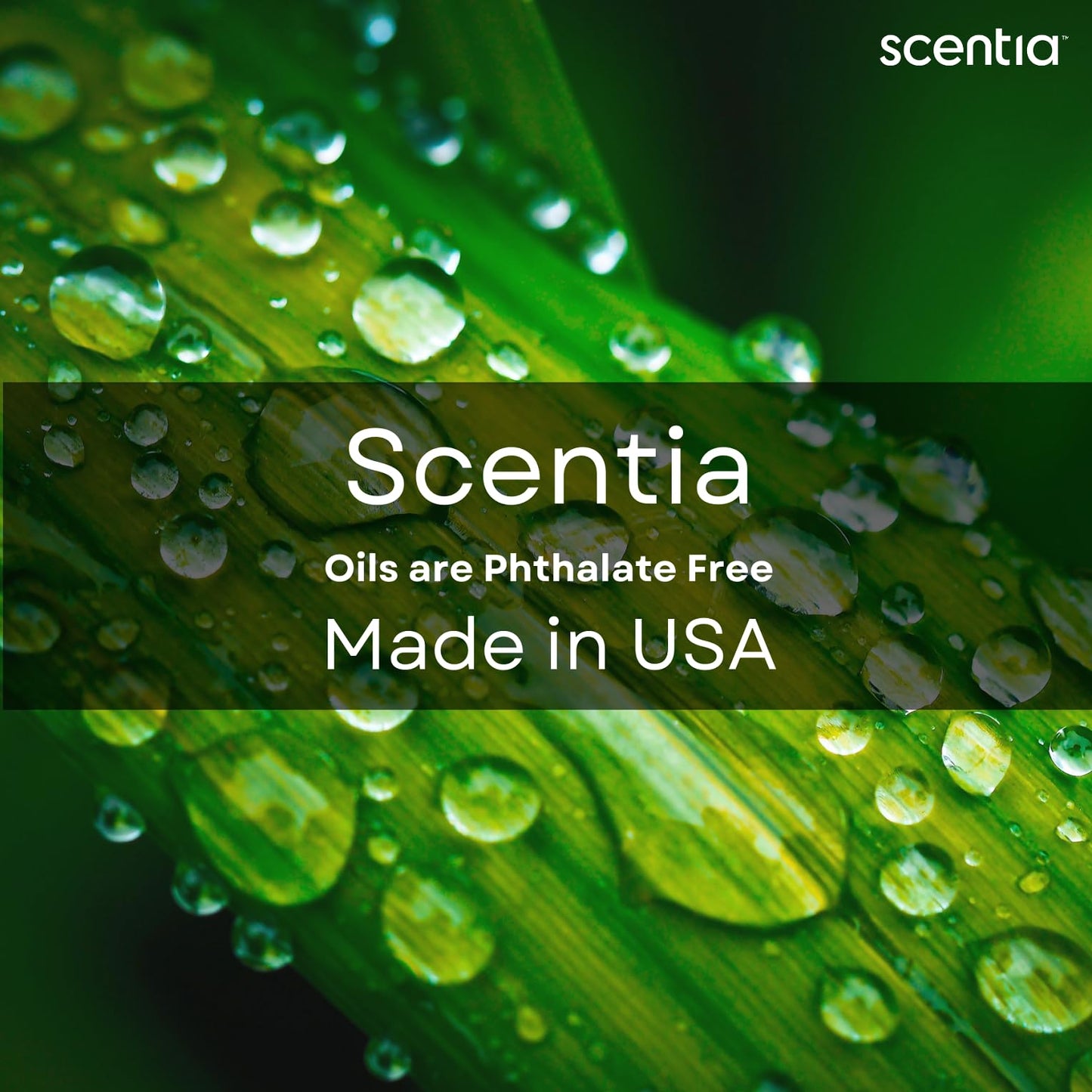 Scentia Escapade Hotel Diffuser Oil – 50ml | Jasmine, Bergamot & Marine Notes | Thanksgiving Gift