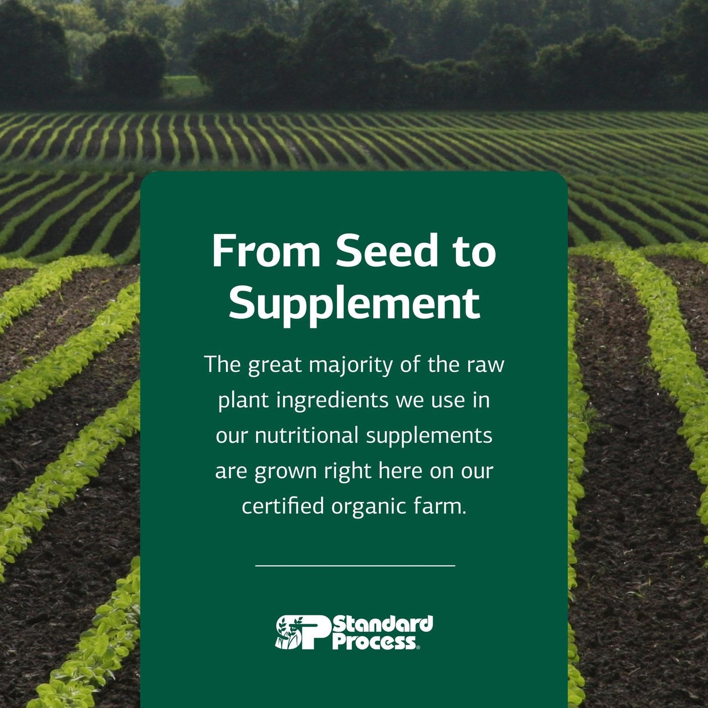 Standard Process Black Currant Seed Oil Dietary Supplement – Gluten-Free Immune & Tissue Support | 180 Softgels