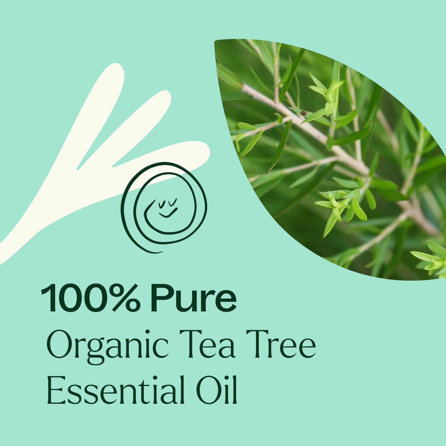 Plant Therapy Tea Tree Oil – 100 mL (3.3 oz) | 100% Pure, USDA Organic, Undiluted, Therapeutic Grade