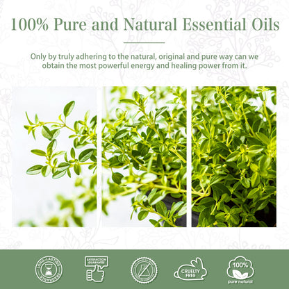 Thyme Essential Oil 100ml | PHATOIL Aromatherapy for Diffuser, DIY Soap & Candles