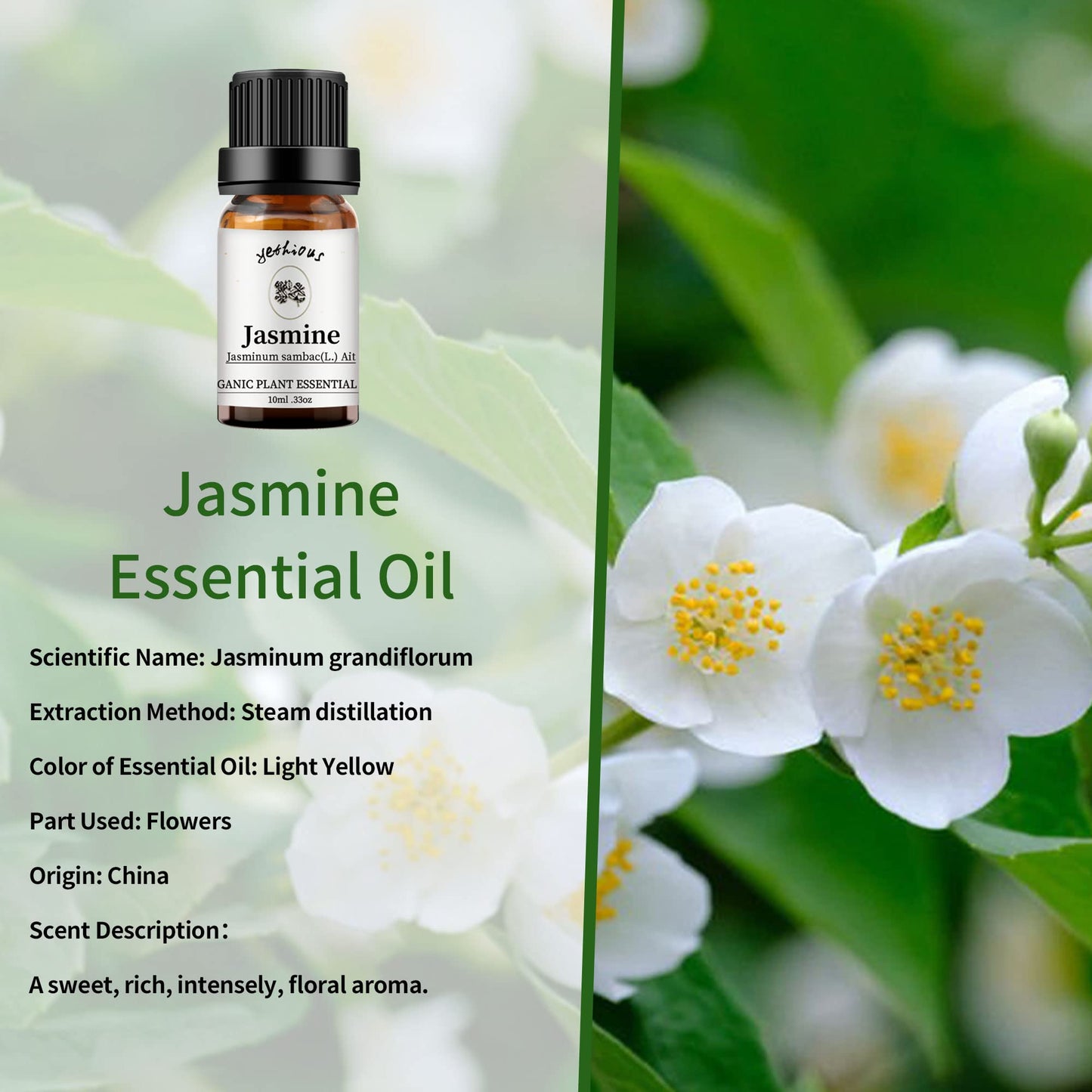 Yethious Jasmine Chamomile Sandalwood Essential Oil Set – Organic 3 Pack | 100% Pure